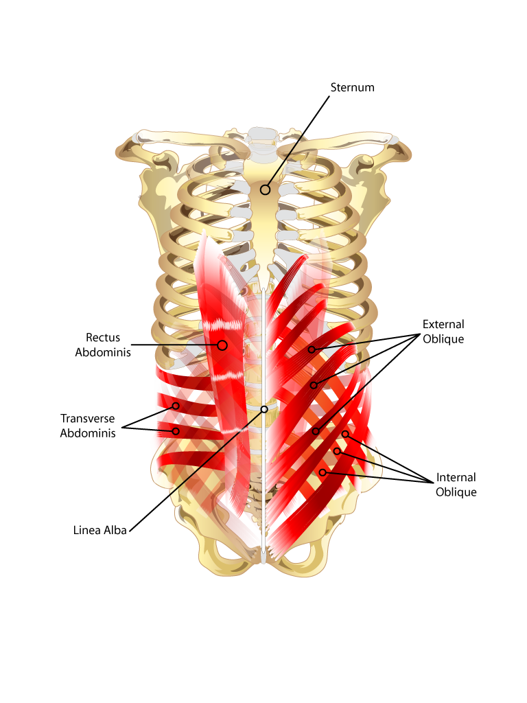 Core muscles transverse abdominis, multifidus
